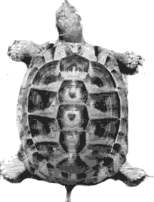turtle